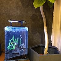 テトラ (Tetra) ガラス リビングキューブ 20 (容量 約20L) Amazon | テトラ (Tetra) ガラス リビングキューブ 20